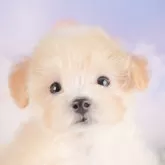 マルプー(マルチーズ×トイプードル)【埼玉県・男の子・2025年8月22日・アプリコット】の写真1「子犬の画像を10枚掲載してます💖とっても可愛い姿を全部見てあげてください☺」