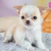 チワワ(ロング)