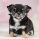 チワワ(ロング)