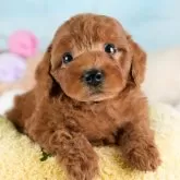 トイプードル(トイ)