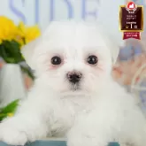 マルチーズ