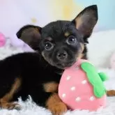 チワワ(ロング)