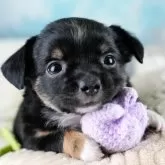 チワワ(ロング)