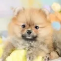 ポメラニアン