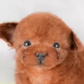 タイニープードル【埼玉県・女の子・2025年9月21日・レッド】の写真1「子犬の画像を10枚掲載してます💖とっても可愛い姿を全部見てあげてください☺」