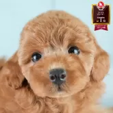 トイプードル(トイ)