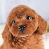 トイプードル(トイ)