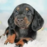 カニンヘンダックスフンド(ロング)【埼玉県・女の子・2025年10月12日・ブラックタン】の写真1「子犬の画像を10枚掲載してます💖とっても可愛い姿を全部見てあげてください☺」