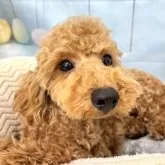 トイプードル(トイ)