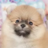 ポメラニアン