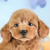 トイプードル(トイ)