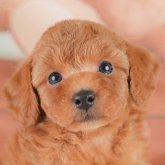 トイプードル(トイ)