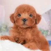 トイプードル(トイ)