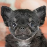 チワワ(ロング)