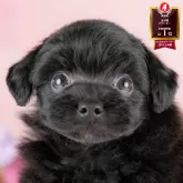 ポメプー(ポメラニアン×トイプードル)【埼玉県・女の子・2025年5月24日・ブラック】の写真1「子犬の画像を10枚掲載してます💖とっても可愛い姿を全部見てあげてください☺」