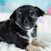 チワワ(ロング)