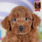 トイプードル(トイ)