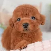 トイプードル(トイ)