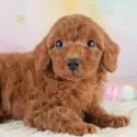 トイプードル(トイ)【埼玉県・女の子・2025年4月10日・レッド】の写真1「子犬の画像を10枚掲載してます💖とっても可愛い姿を全部見てあげてください☺」