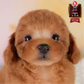 トイプードル(トイ)