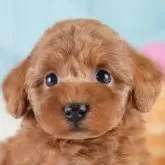 トイプードル(トイ)