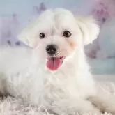 マルチーズ
