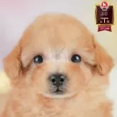 タイニープードル