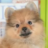 ポメラニアン