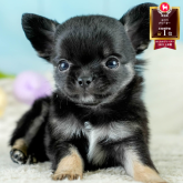 チワワ(ロング)