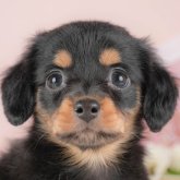 チワックス(チワワ×ダックスフンド)