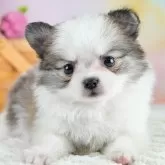 ポメチワ(ポメラニアン×チワワ)【埼玉県・男の子・2025年10月23日・パーティー】の写真1「子犬の画像を10枚掲載してます💖とっても可愛い姿を全部見てあげてください☺」