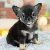 チワワ(ロング)