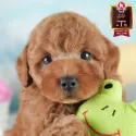 トイプードル(トイ)
