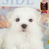 マルチーズ