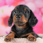 ミニチュアダックスフンド(ロング)