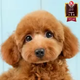 トイプードル(トイ)