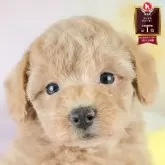 トイプードル(トイ)