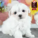 マルチーズ