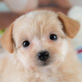 ポメプー(ポメラニアン×トイプードル)