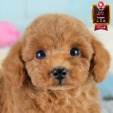 トイプードル(トイ)