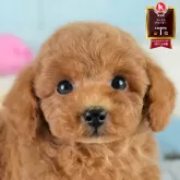 トイプードル(トイ)