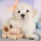 マルプー(マルチーズ×トイプードル)【埼玉県・女の子・2025年8月14日・クリーム】の写真1「子犬の画像を10枚掲載してます💖とっても可愛い姿を全部見てあげてください☺」