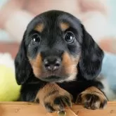 カニンヘンダックスフンド(ロング)【埼玉県・男の子・2025年10月28日・ブラックタン】の写真1「子犬の画像を10枚掲載してます💖とっても可愛い姿を全部見てあげてください☺」