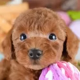 トイプードル(トイ)