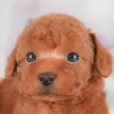 トイプードル(トイ)