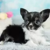 チワワ(ロング)