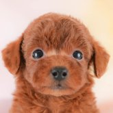 トイプードル(トイ)