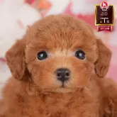 タイニープードル