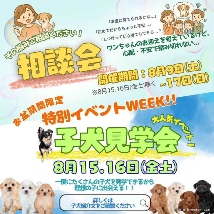 チワックス(チワワ×ダックスフンド)【埼玉県・女の子・2025年4月
