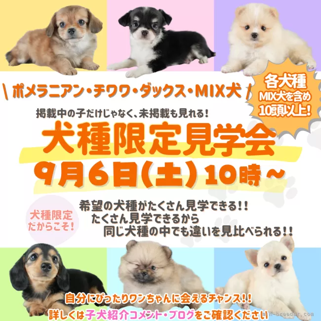 ぽめ 激かわポメックス爆誕😍 (ポメラニアン×カニンヘンダックス) 気